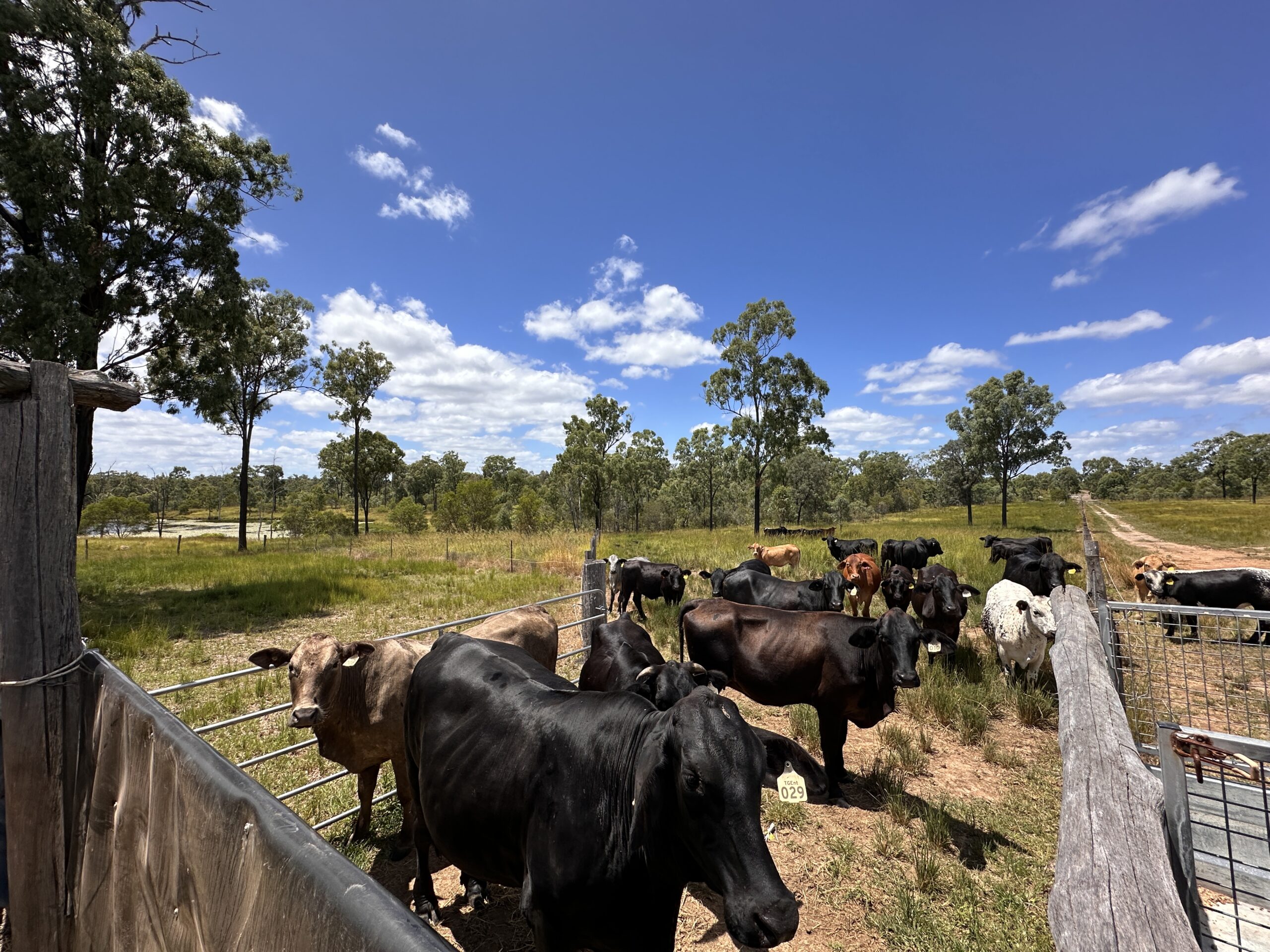 A photo showing free-range farmland and cattle near Bundaberg