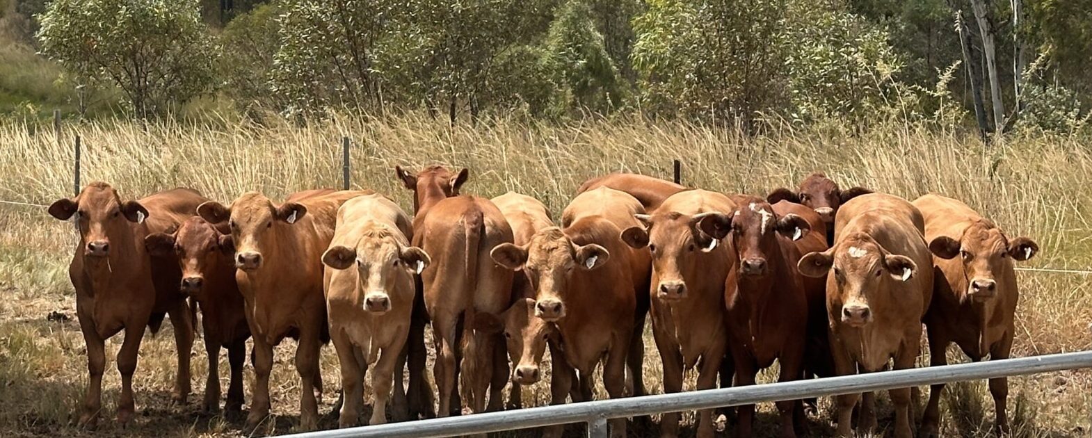 Ironbark Creek cattle gathering around a natural waterhole on the farm near Bundaberg
