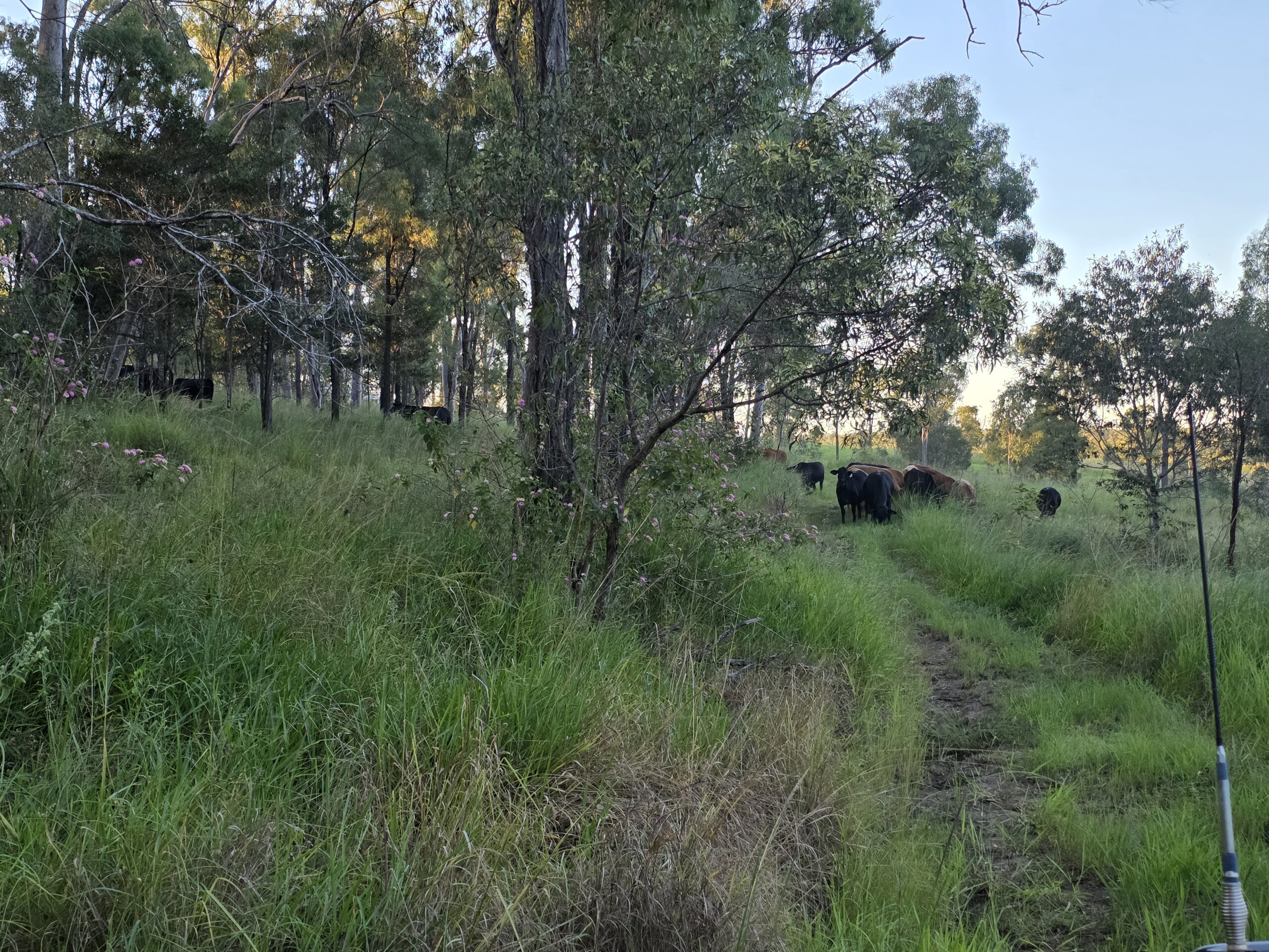 Grassfed cattle gathered around a clean creek running through the Bundaberg paddocks