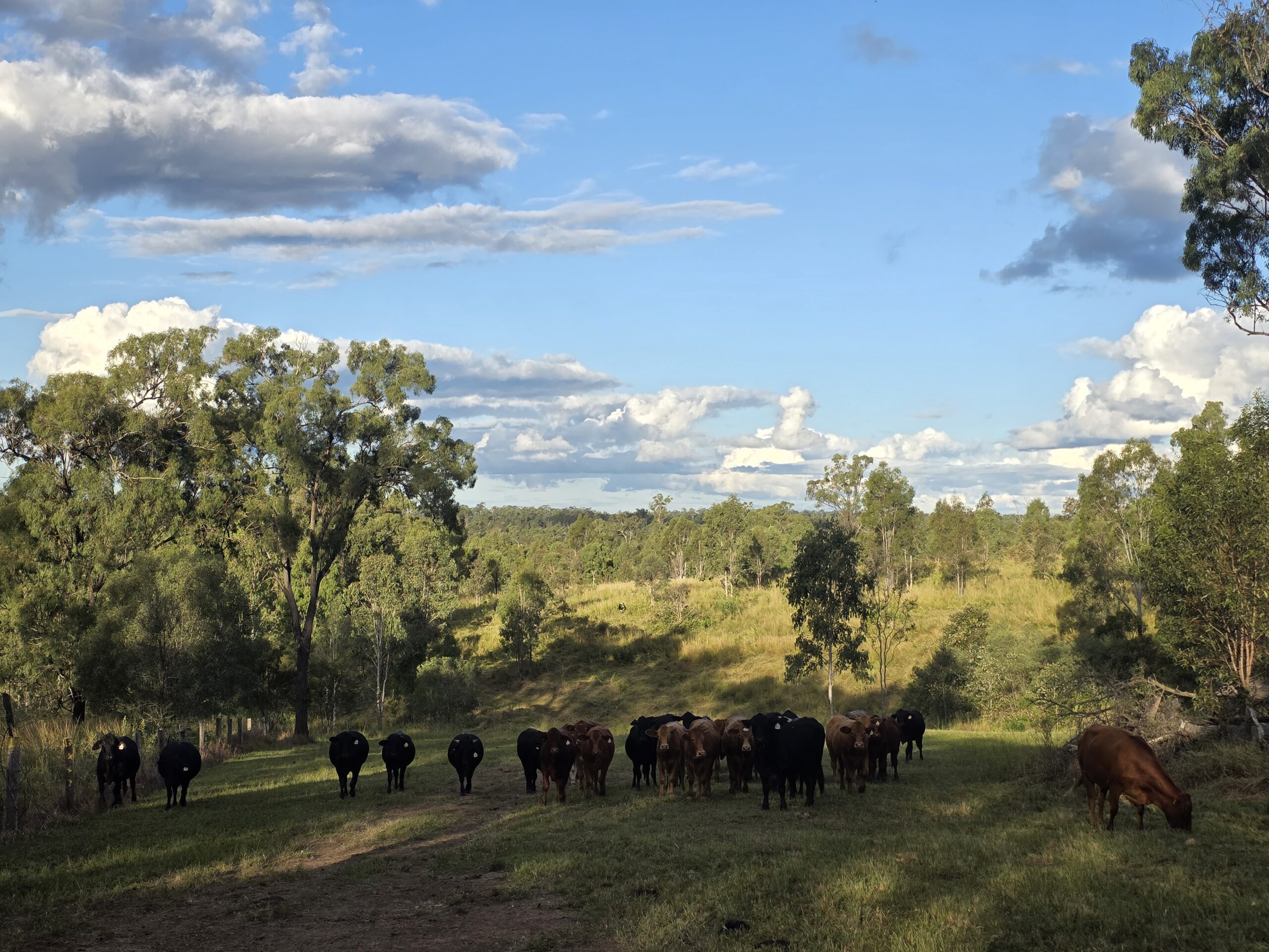 Free-range cattle under trees on the Ironbark Creek property in Bundaberg