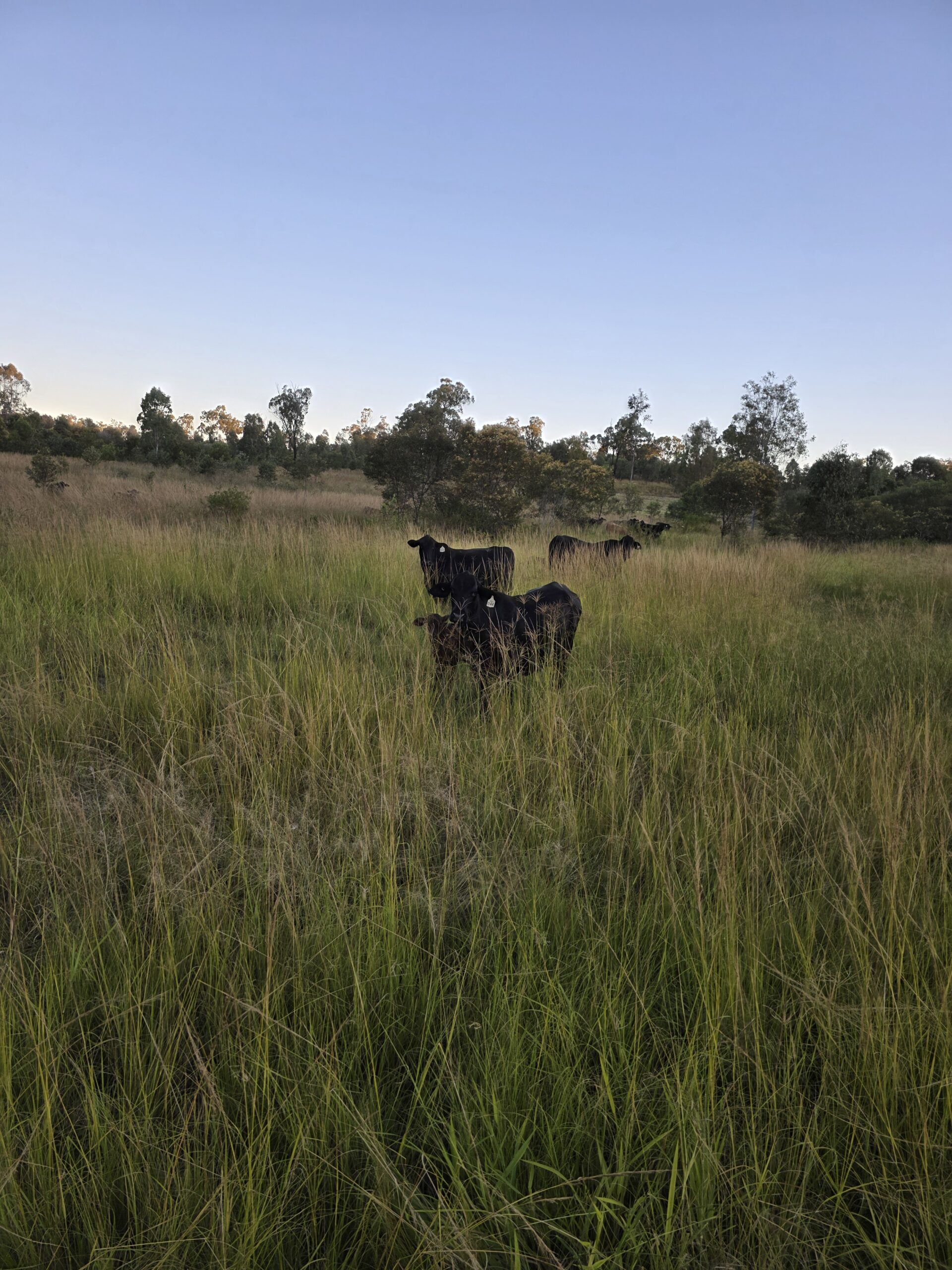 Grassfed cattle eating nutrient-rich grass at Ironbark Creek in Bundaberg