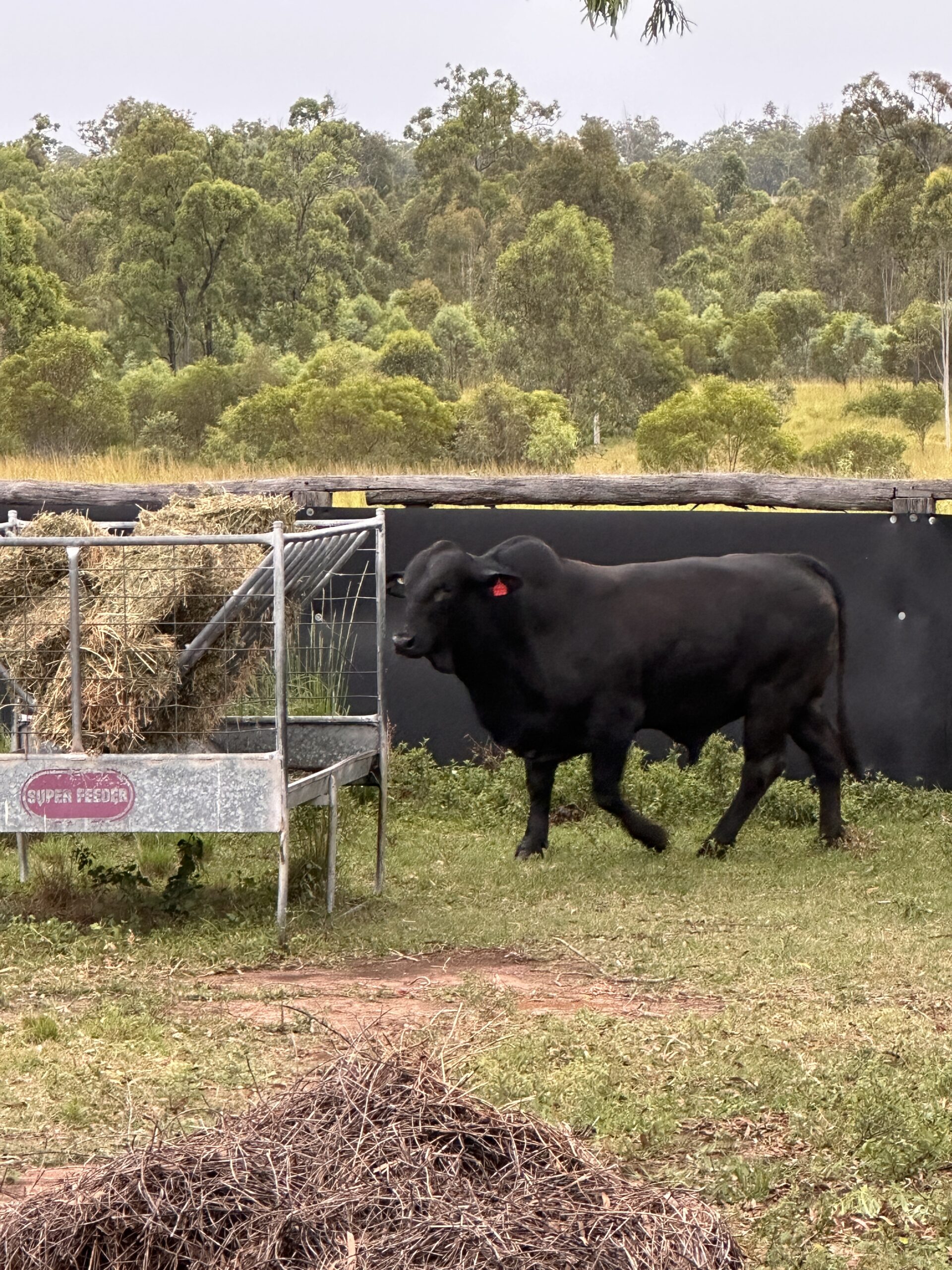Grassfed cows beside a rustic wooden fence on the farm near Bundaberg