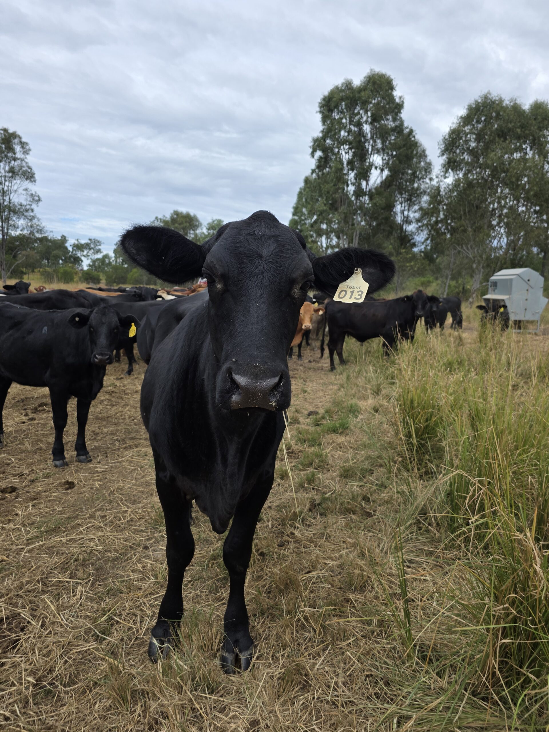 A healthy grassfed cow standing in the pasture at Ironbark Creek near Bundaberg