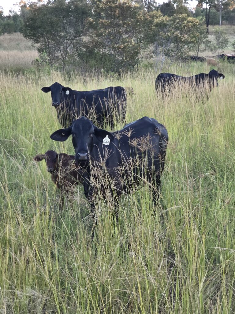 A close-up of a curious grassfed cow on the Ironbark Creek property near Bundaberg