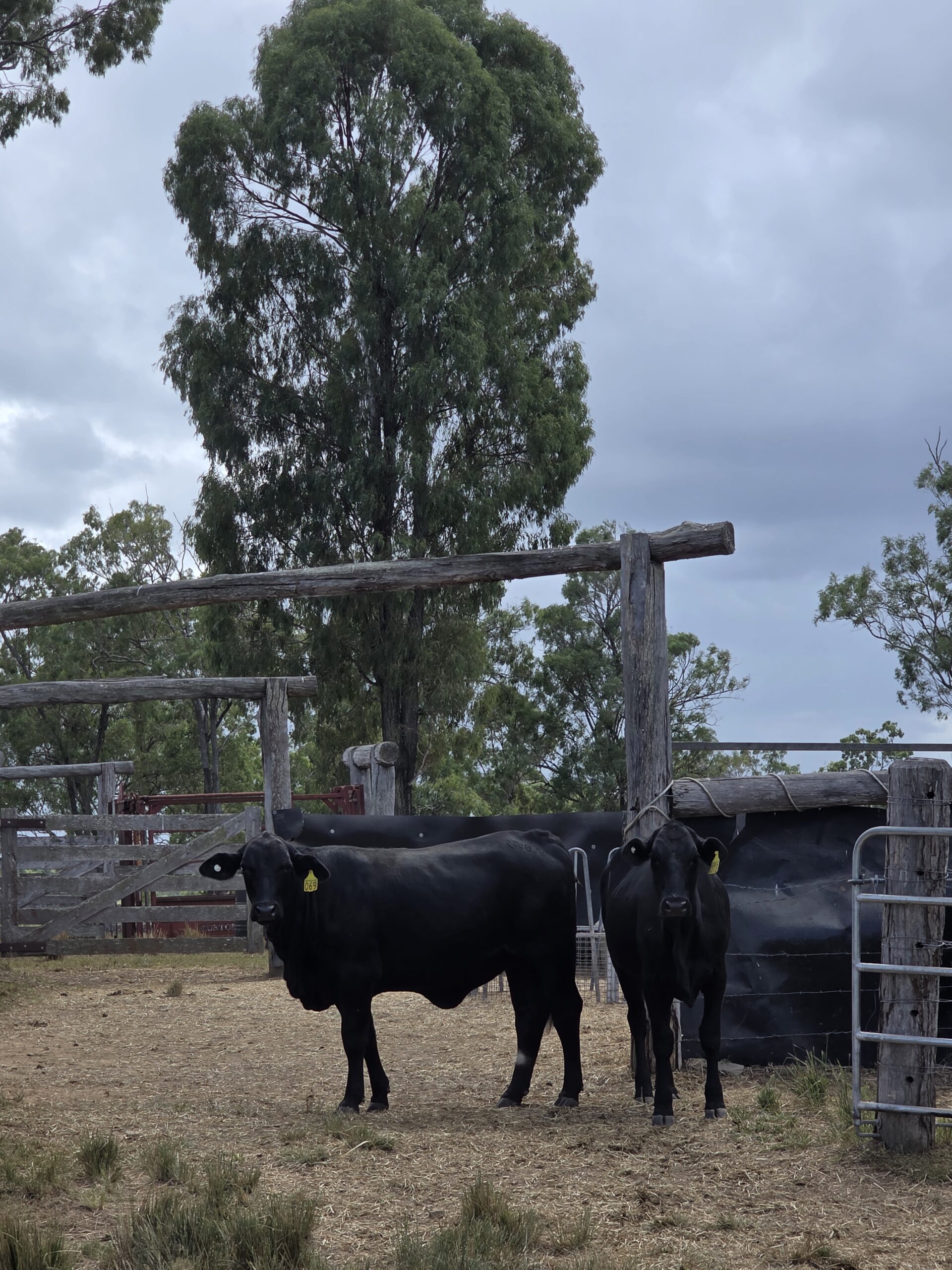 A herd of grassfed cattle roaming freely on rolling hills in the Bundaberg region