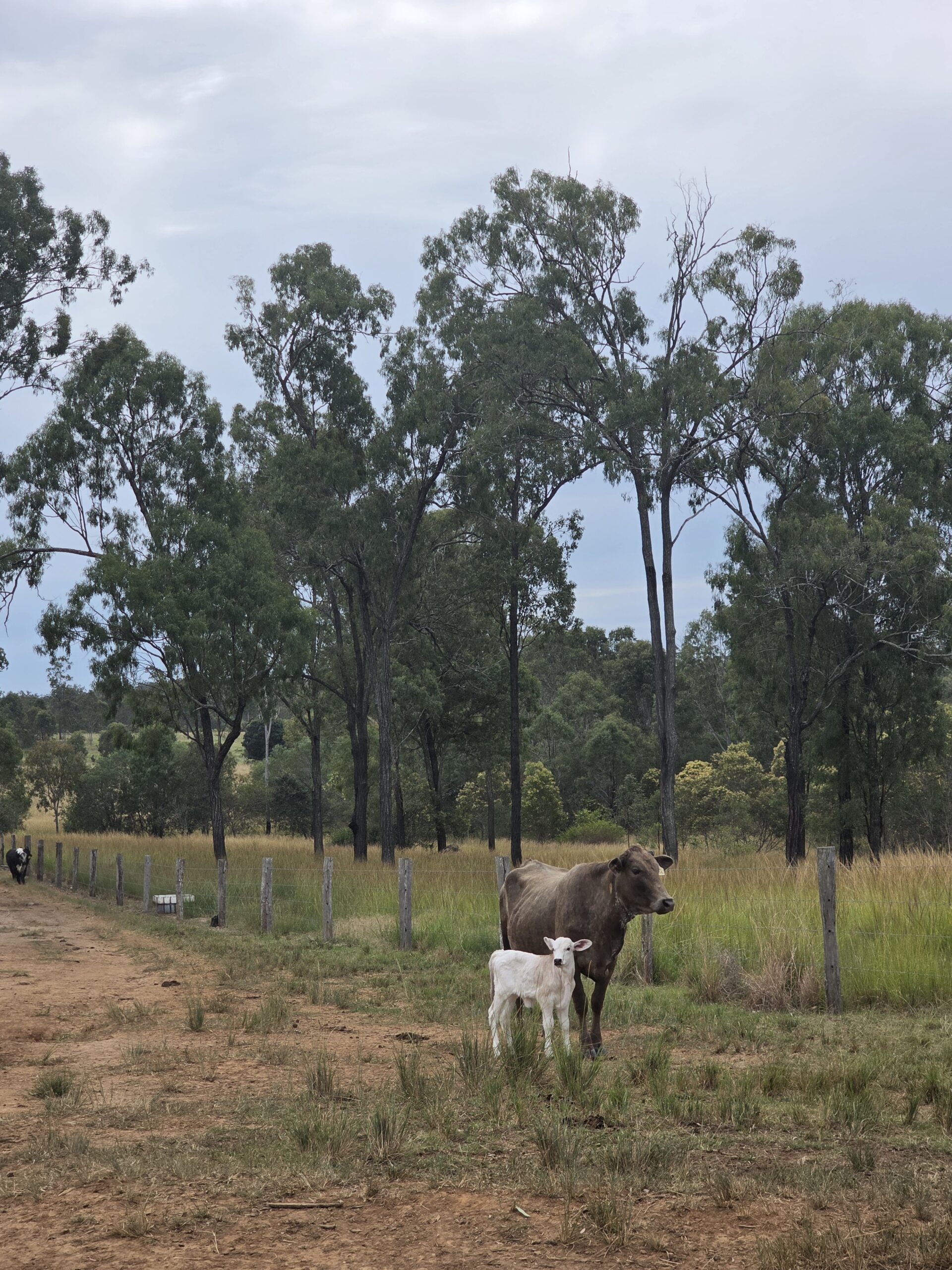 Grazing cattle in the warm evening glow on a Bundaberg farm
