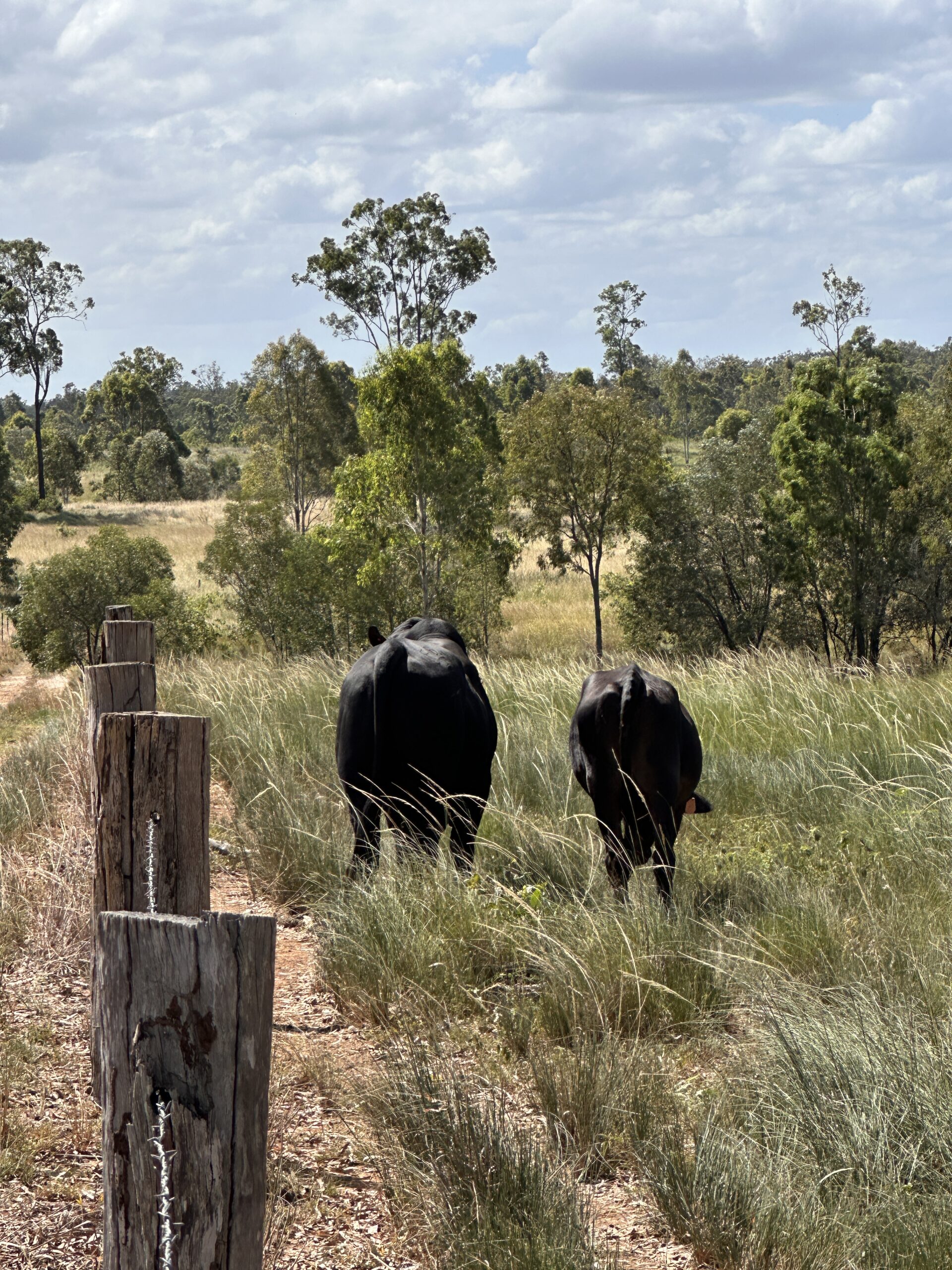 A peaceful herd of grazing cattle in the Bundaberg region