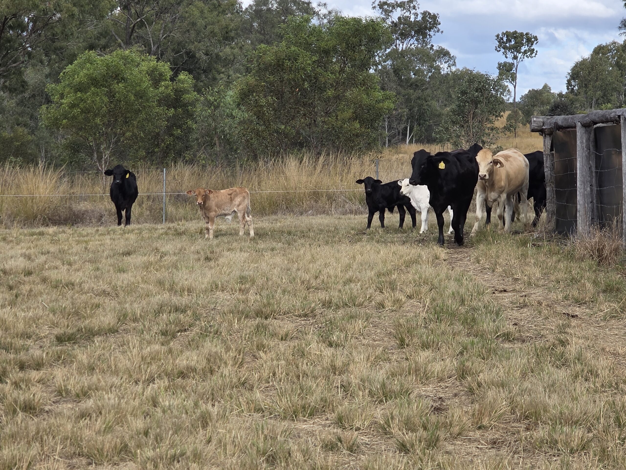A grassfed mother cow bonding with her calf in a peaceful paddock near Bundaberg
