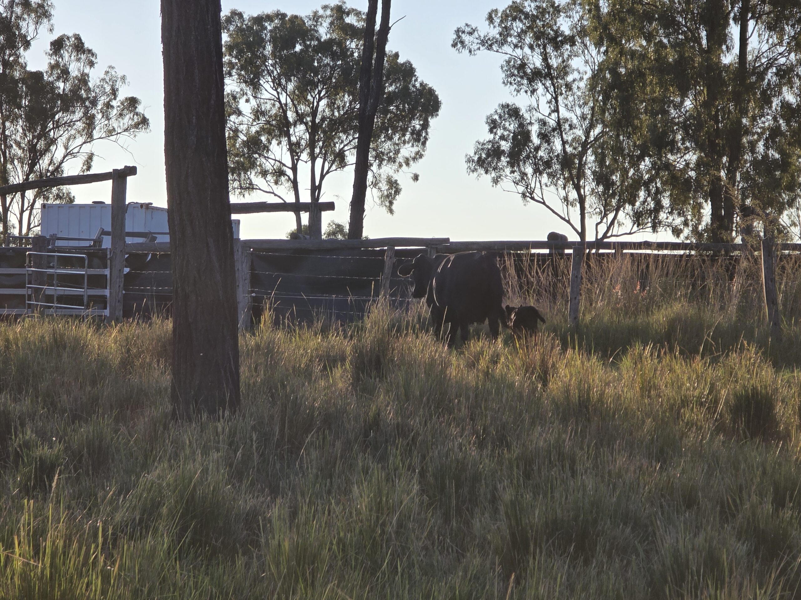 Free-range cattle calmly interacting on the lush pasture in the Bundaberg region