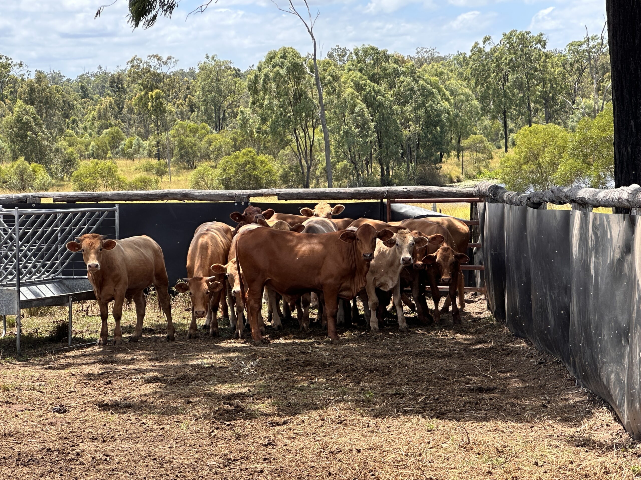 A scenic view of grassfed cattle grazing across wide open paddocks near Bundaberg