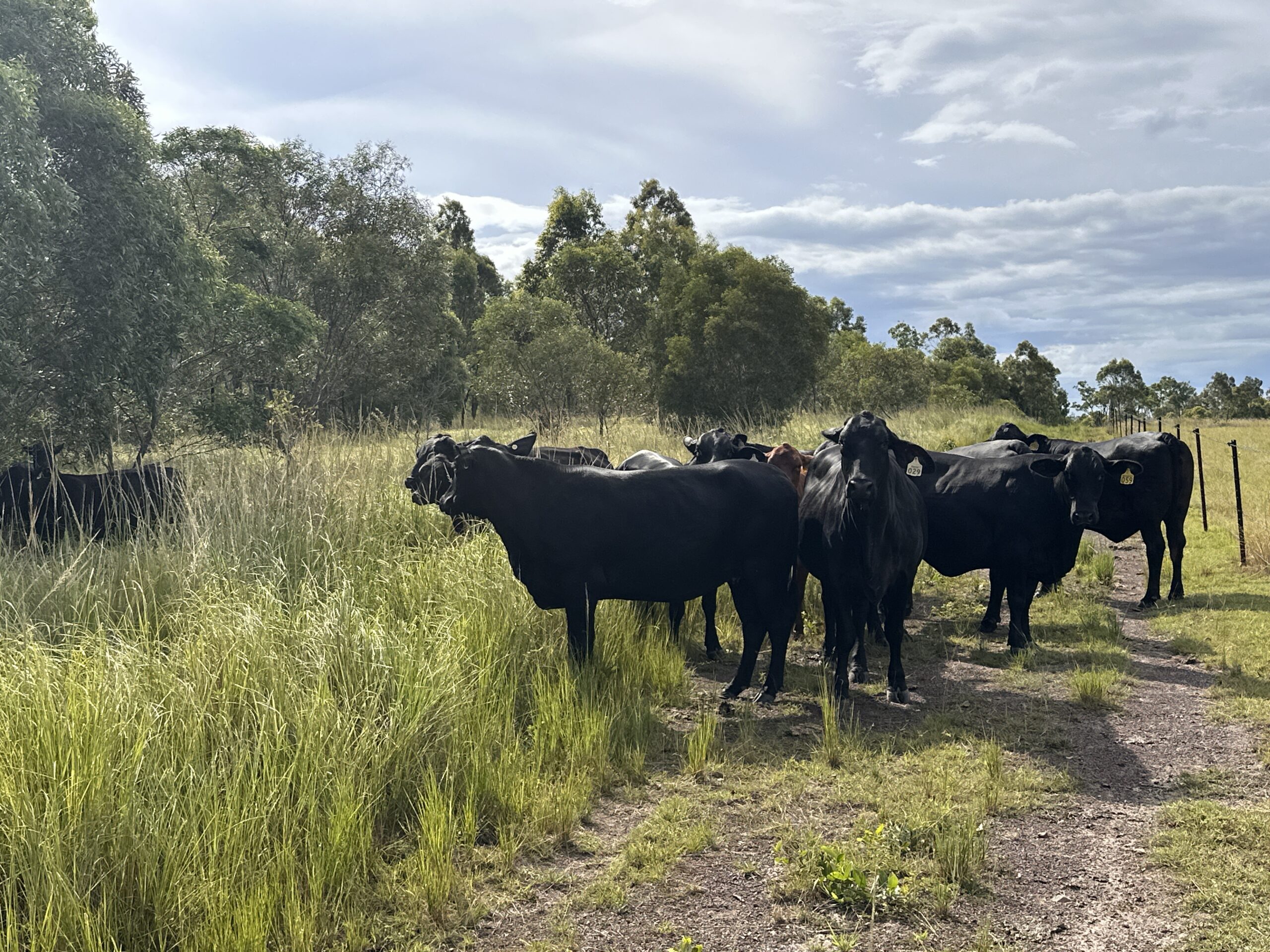 Grassfed calves roaming freely in open pastures in the Bundaberg countryside