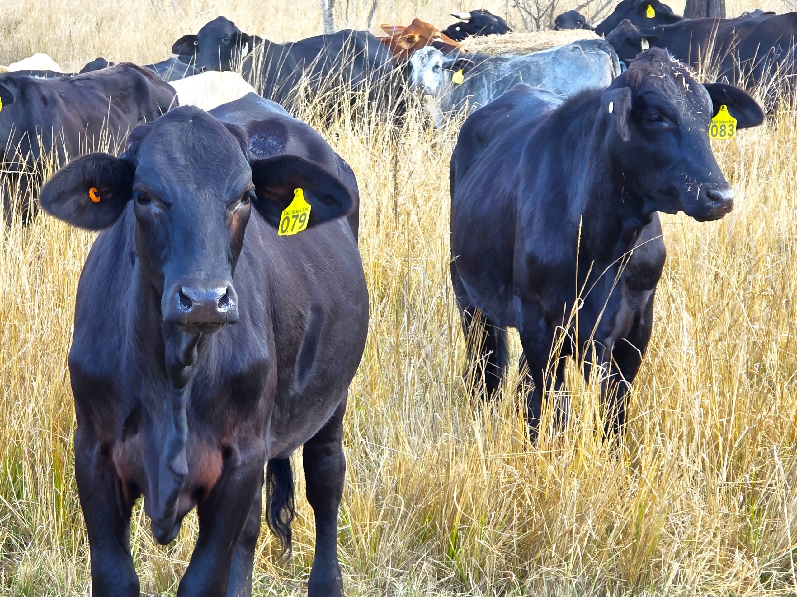 Ironbark Beef cows raised ethically and sustainably on Bundaberg farmland.