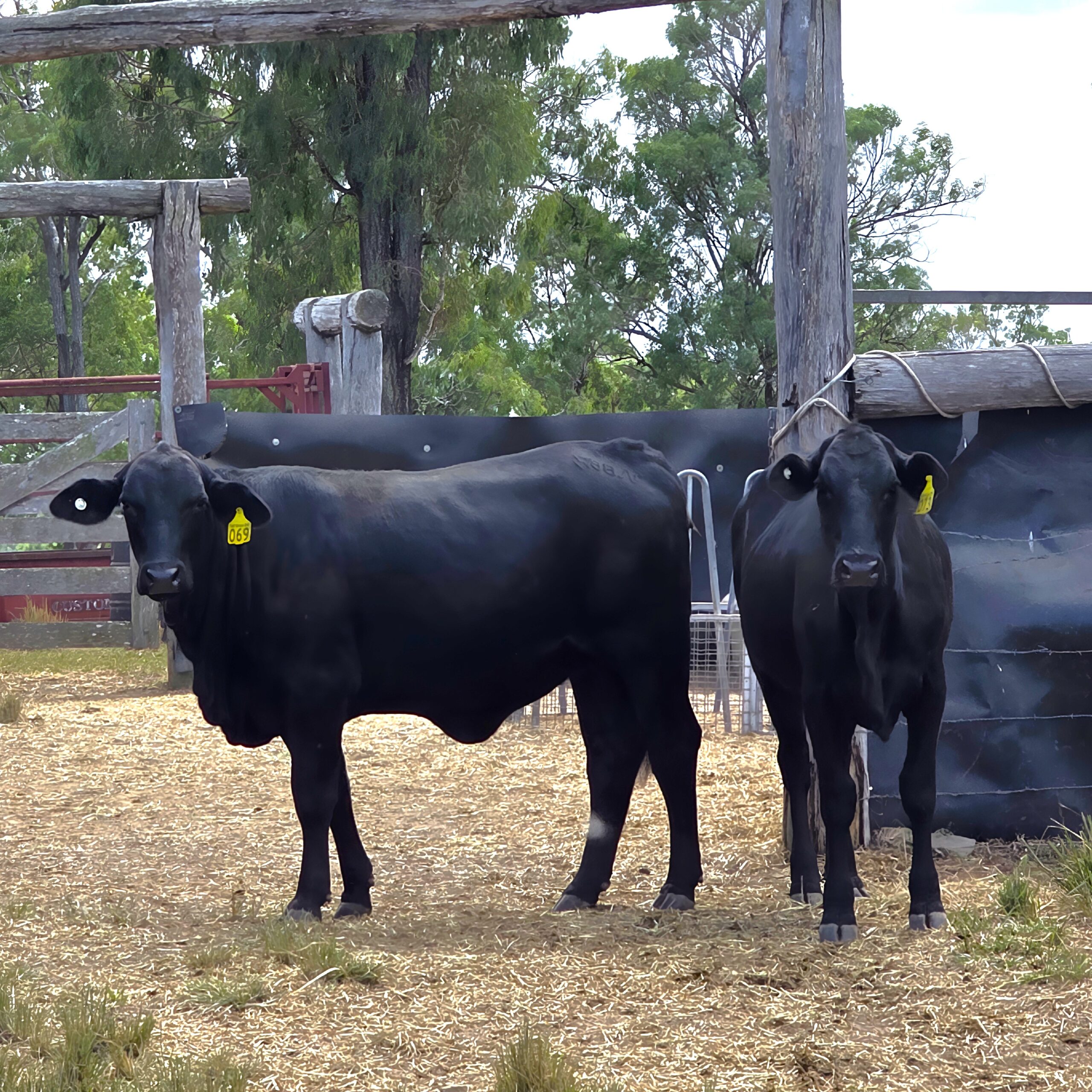 Ironbark Beef cattle thriving in natural farm conditions in Bundaberg.