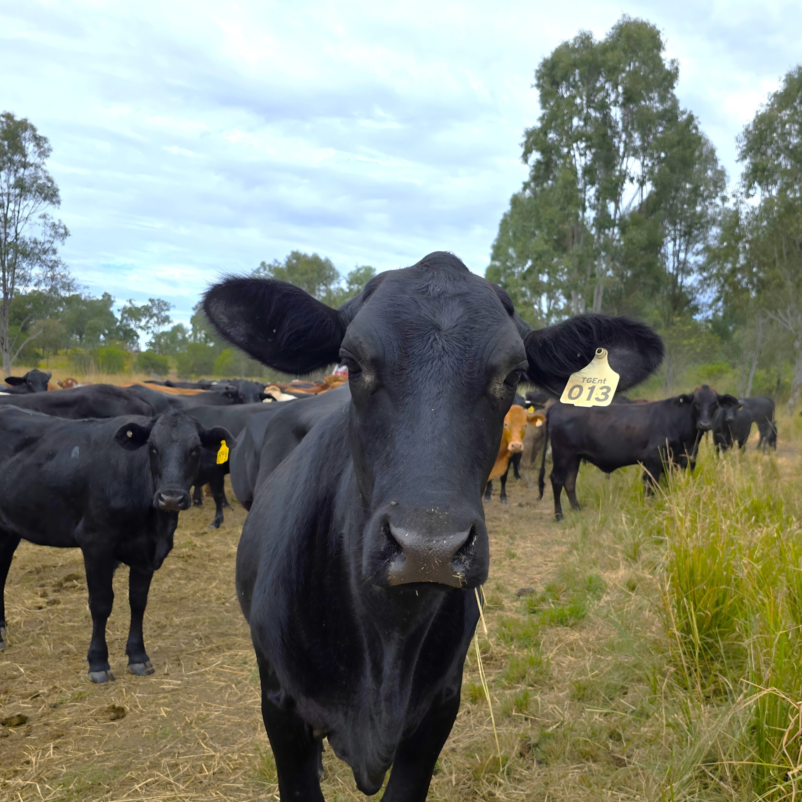 Healthy cows from Ironbark Beef’s grass-fed herd in Bundaberg.