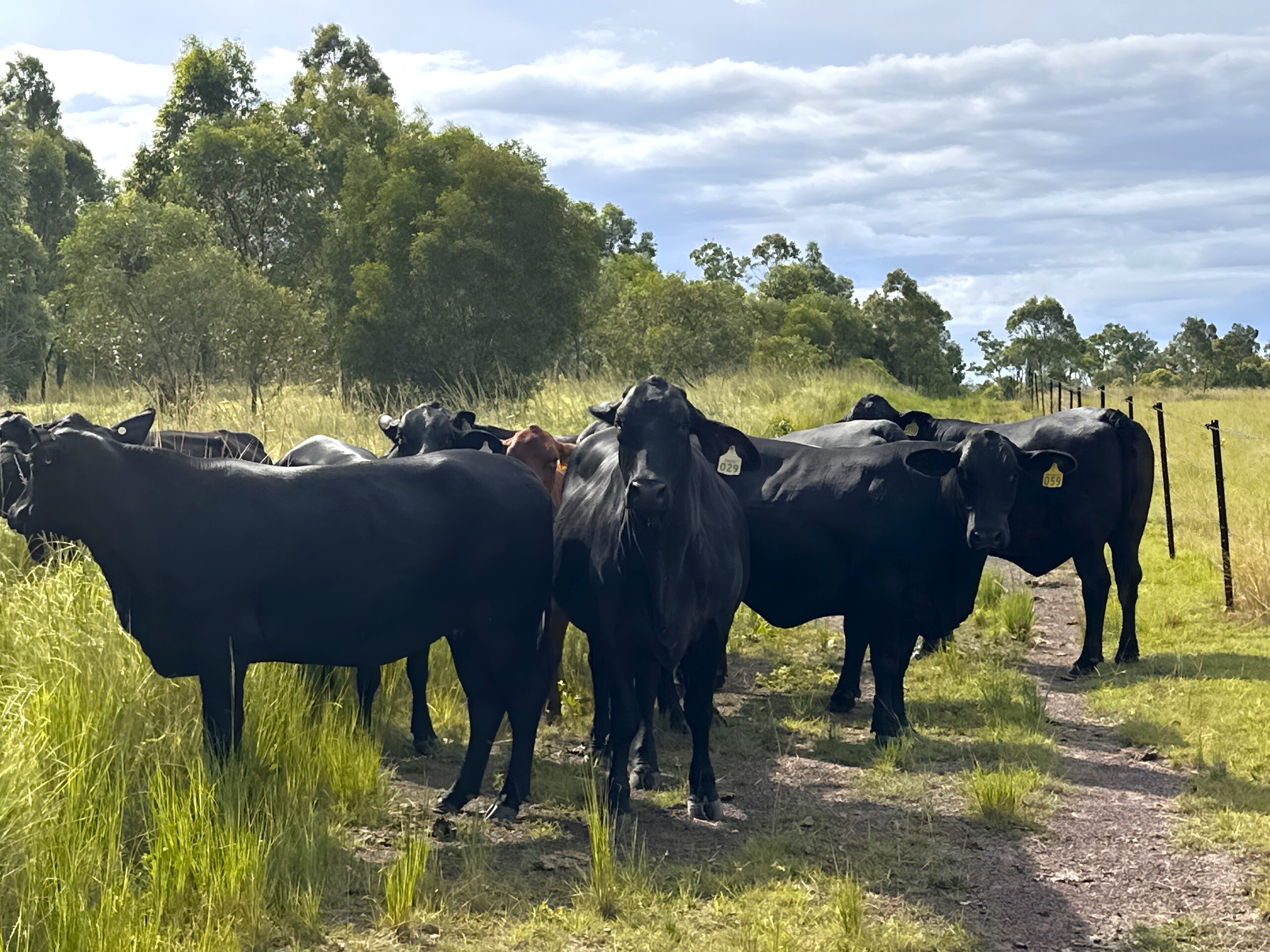 Healthy grass-fed beef cows grazing in Bundaberg pasture.