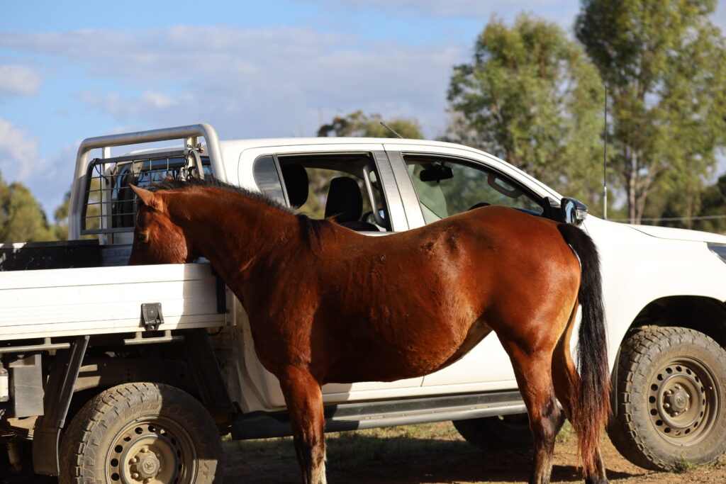 locally raised animals in Ironbark beef in Bundaberg