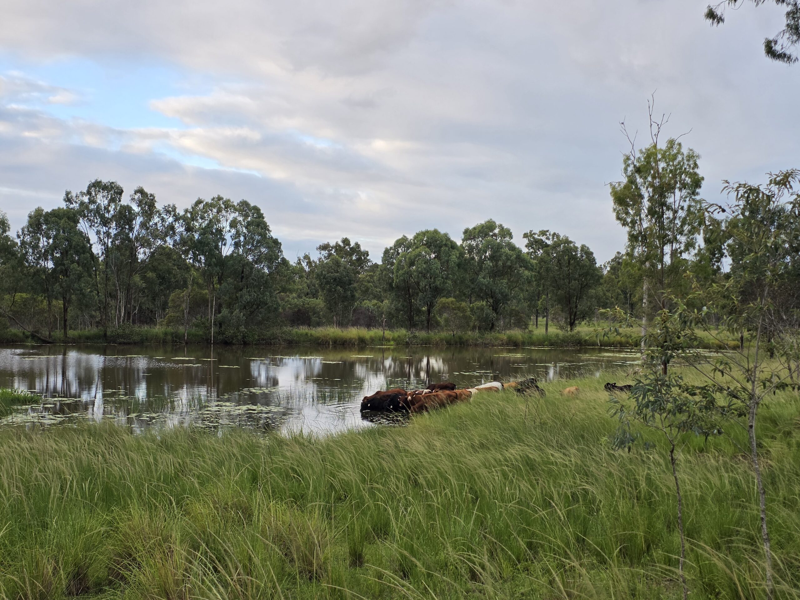 natural pasture raised beef near bundaberg