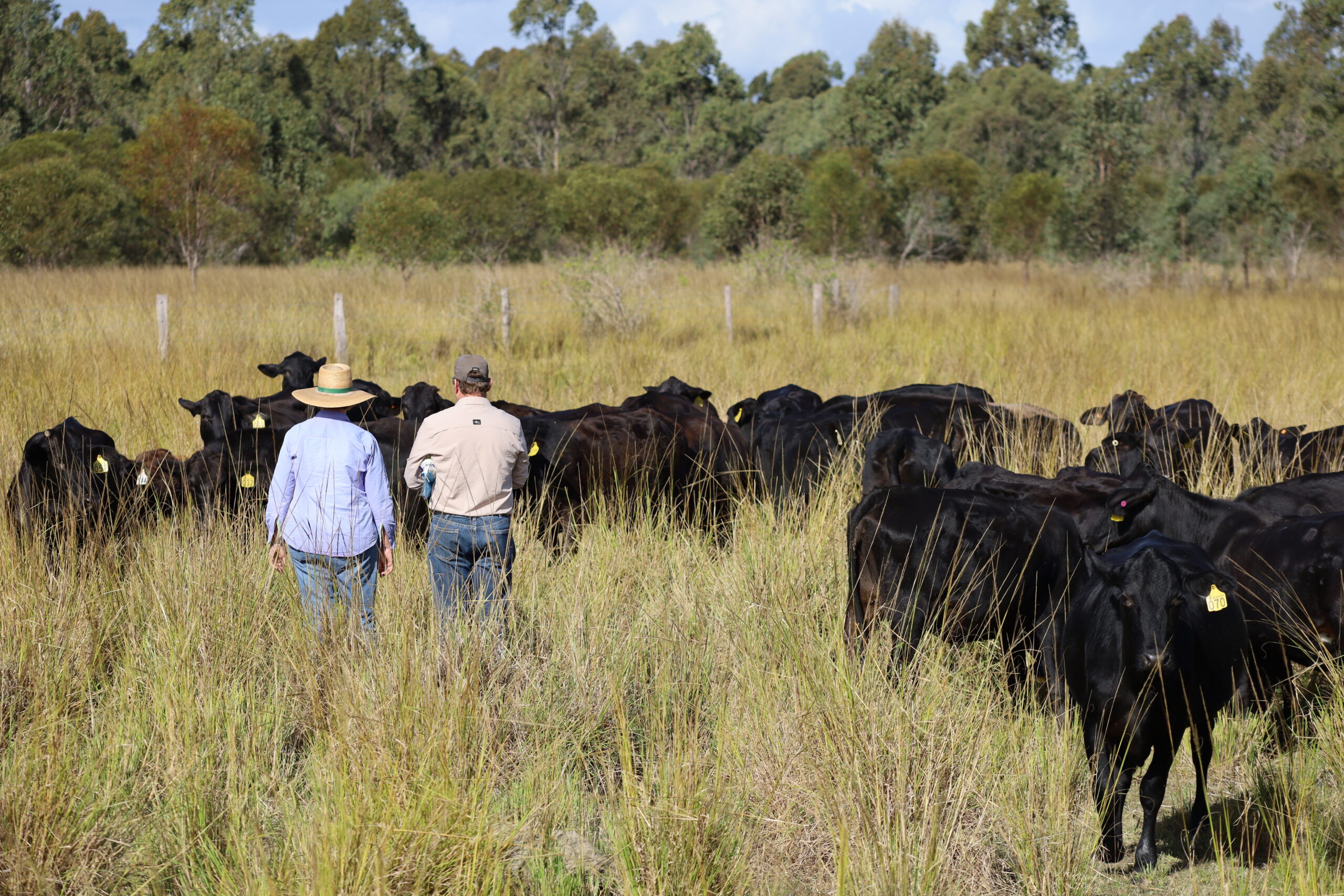 grass fed cows in ironbark bundaberg