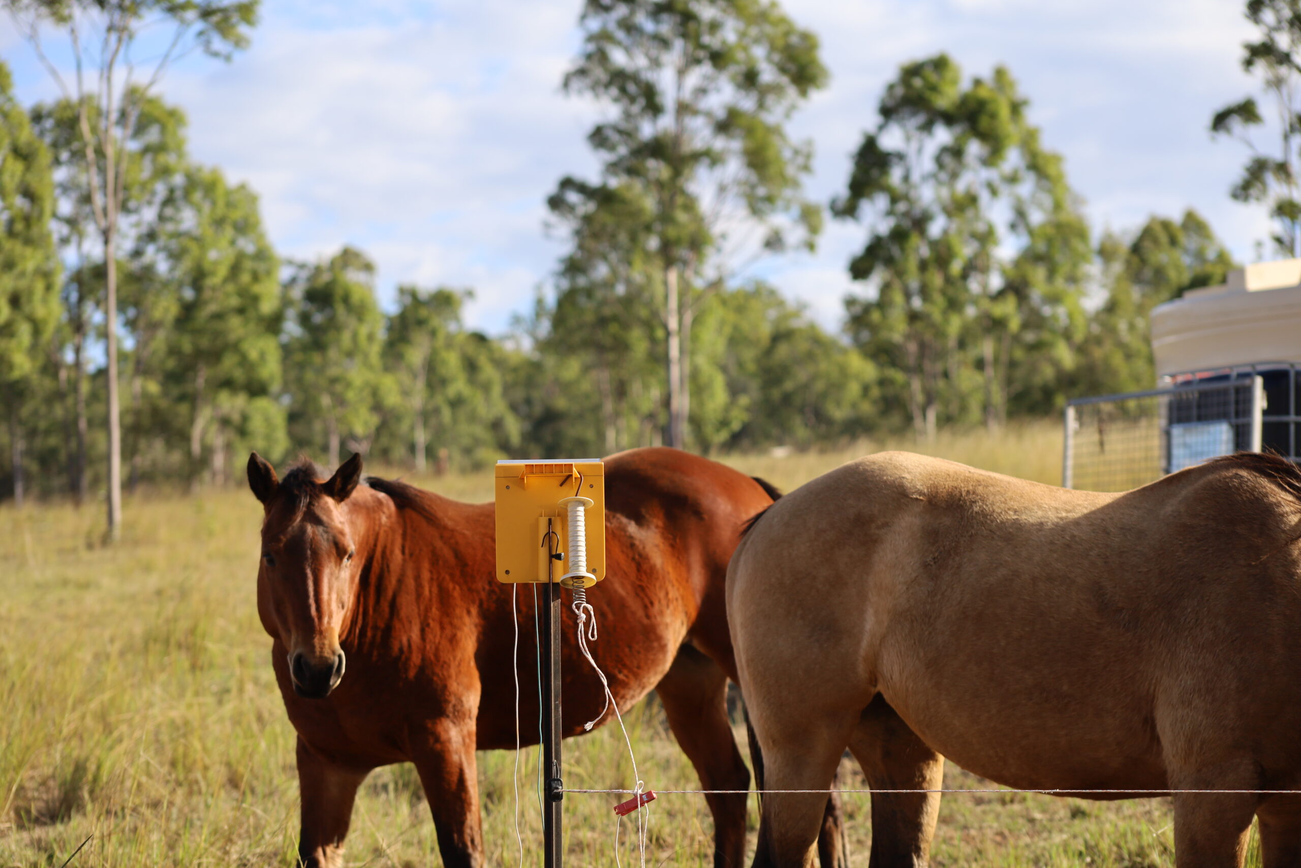 healthy horses of ironbark beef in bundaberg
