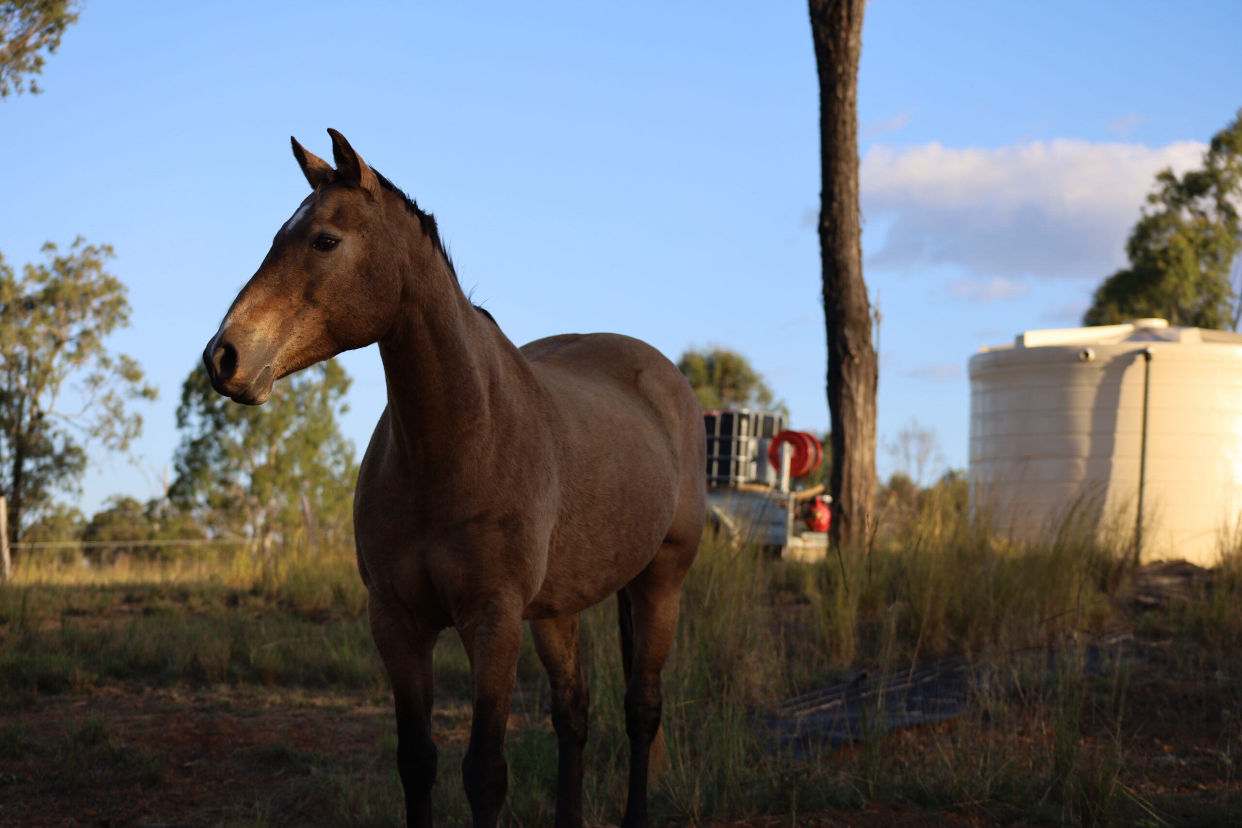 Animals in lush pasture of ironbark beef bundaberg