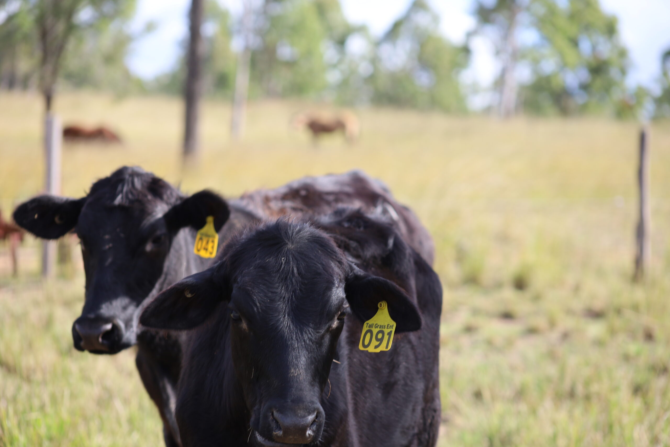 Ironbark beef cattle bred in bundaberg