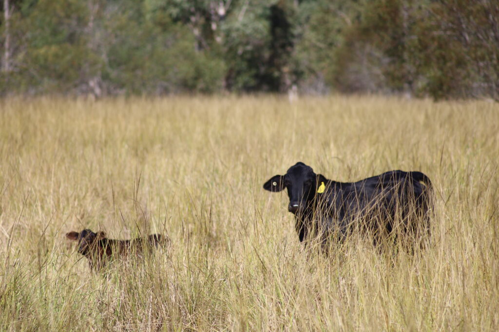 ironbark beef farm healthy cattle